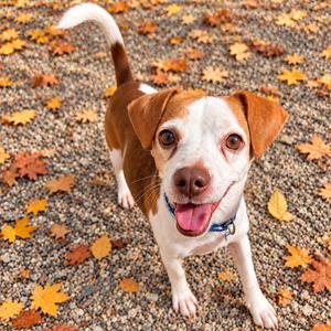 Binx, Beagle, adult, available for adoption