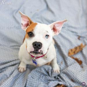 A white and brown dog with blue eyes and a red collar is lying on a blue blanket. The dog has large ears and is looking up at the camera.