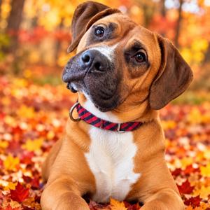 Dylan, Mixed Breed (Large), adult, available for adoption