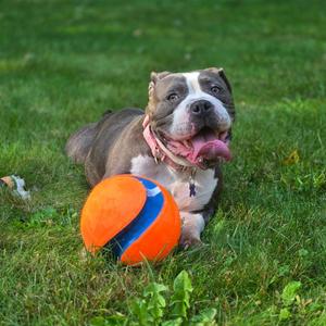 Laika, Bulldog, American, adult, available for adoption