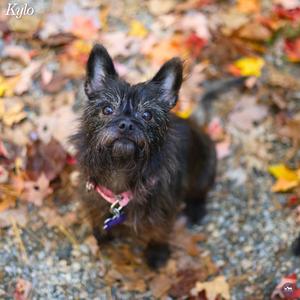 Kylo, Chihuahua, adult, available for adoption