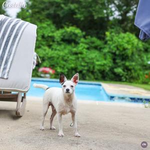 Costello, Mixed Breed (Small), adult, available for adoption