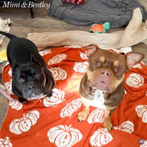 Bentley, Mixed Breed (Large), adult, available for adoption