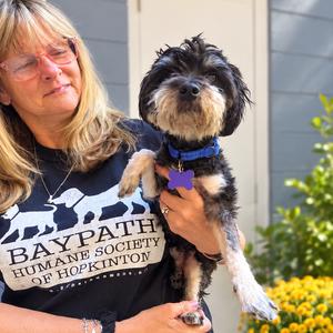 Patriot, Poodle, Miniature, adult, available for adoption
