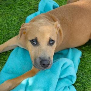 Marsha, Black Mouth Cur, puppy, available for adoption