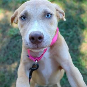 a light-colored puppy with blue eyes wearing a pink collar