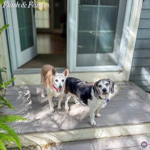 Flash, Beagle, senior, available for adoption