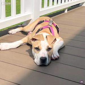 Claire, Mixed Breed (Medium), young, available for adoption
