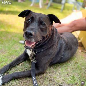 Pebble 🌟, Retriever, Labrador, adult, available for adoption