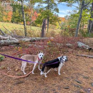 Two dogs walking on a leash in a forested area with autumn foliage.