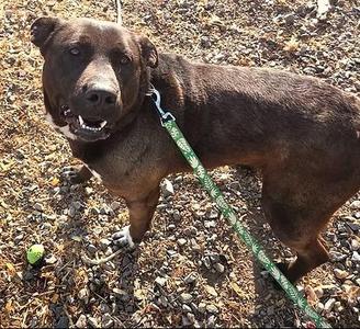 Silly Lilly, Mixed Breed, adult, available for adoption