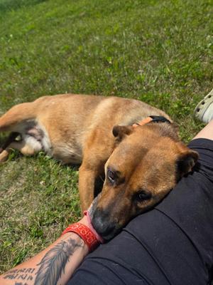 Vienna, German Shepherd Dog / Mixed Breed, adult, available for adoption