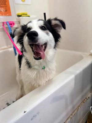 Hector, Husky / Great Pyrenees, puppy, available for adoption