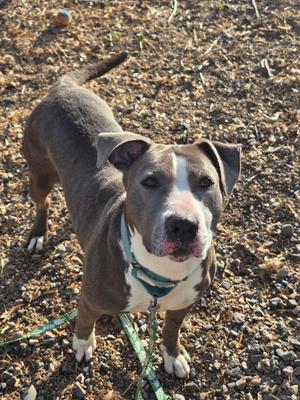 Nutty Nette, Mixed Breed, adult, available for adoption