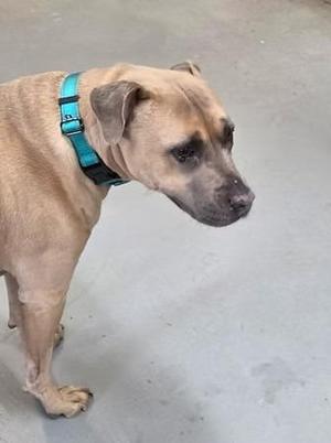 Korra, Mixed Breed, senior, available for adoption