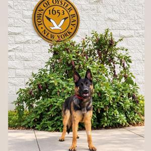 A German Shepherd dog standing in front of a bush with the Town of Oyster Bay, New York seal in the background.