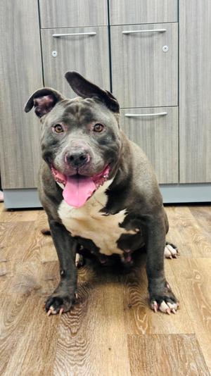 Bertha, Pit Bull Terrier, adult, available for adoption