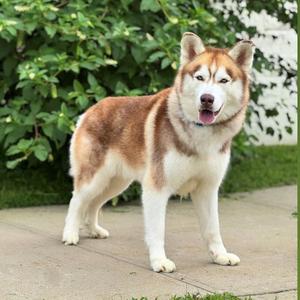 Leo, Husky, adult, available for adoption