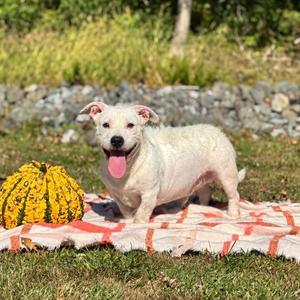 Cane, Pit Bull Terrier, adult, available for adoption