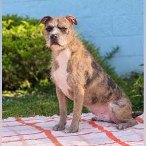 Smoosh, Pit Bull Terrier, adult, available for adoption