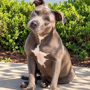 Barbara, Pit Bull Terrier, adult, available for adoption