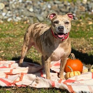 Luna, Pit Bull Terrier, adult, available for adoption