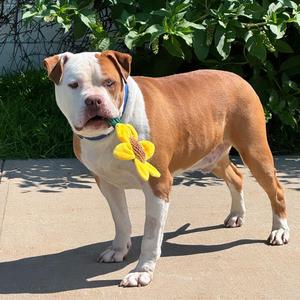 Bruce, Pit Bull Terrier, adult, available for adoption