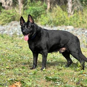 Rock, German Shepherd Dog, adult, available for adoption