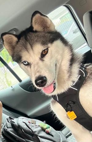 Skye, Siberian Husky, young, available for adoption