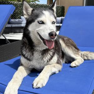 Bella, Siberian Husky, adult, available for adoption