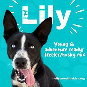 A black and white dog with blue eyes and a pink tongue sticking out. The dog has a white stripe on its face and is looking directly at the camera. The background is a bright blue with white text that says "I'M Lily" and "Young & adventure ready! Heeler/husky mix". The website hollywoodhuskies.org is also visible.
