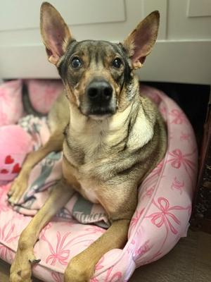 Precious Awoo, Mixed Breed, adult, available for adoption