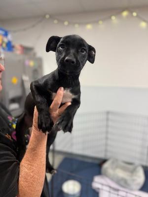 Temp, Mixed Breed, puppy, available for adoption