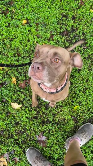 Remy Pond, Mixed Breed, adult, available for adoption