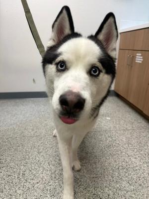 Luffy, Mixed Breed, adult, available for adoption