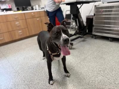 Grim, Mixed Breed, senior, available for adoption
