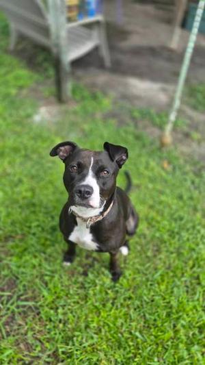 Lena, Mixed Breed, adult, available for adoption