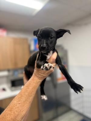 Unpaid Intern, Mixed Breed, puppy, available for adoption