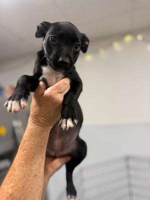A small black puppy with white paws being held up by a person's hand.