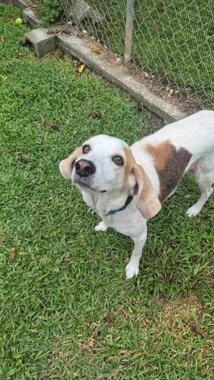 Spotty McSpot Spot, Mixed Breed, senior, available for adoption