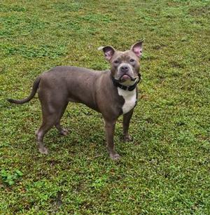 A brown dog with a white chest and neck, standing on a grassy field.