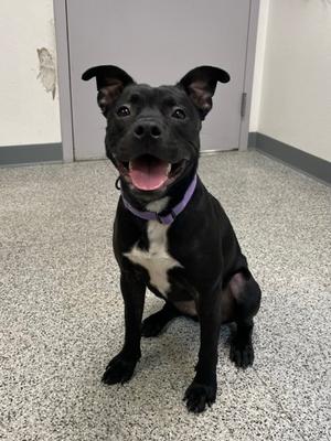 Nyla-Bone, Mixed Breed, young, available for adoption