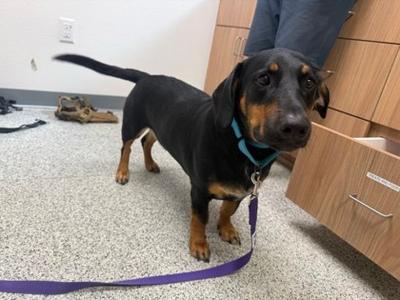 Rocky Pocket-Rocket, Mixed Breed, young, available for adoption