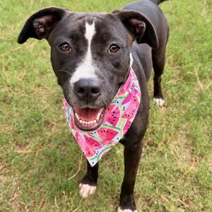 Boogy, Mixed Breed (Medium), adult, available for adoption
