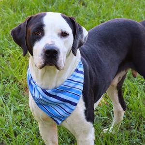 Chunk, Bulldog, adult, available for adoption