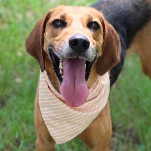 Beans, Hound, adult, available for adoption