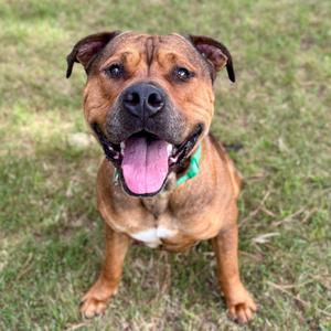 A brindle pit bull mix dog with its tongue out, sitting on grass.
