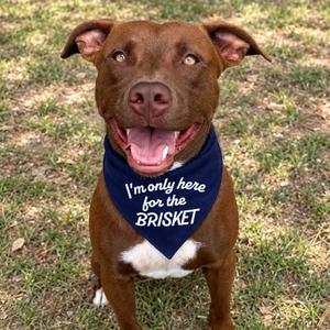Brisket, Mixed Breed (Large), adult, available for adoption