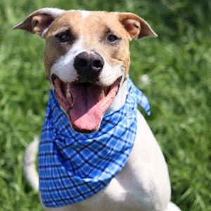 Gunny, Mixed Breed (Large), adult, available for adoption