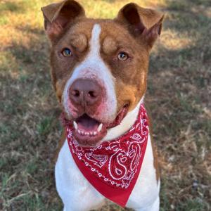 Dash, Mixed Breed (Large), adult, available for adoption
